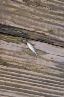 ブラバスの稚魚